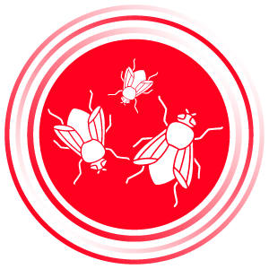 Insekte fluturuese